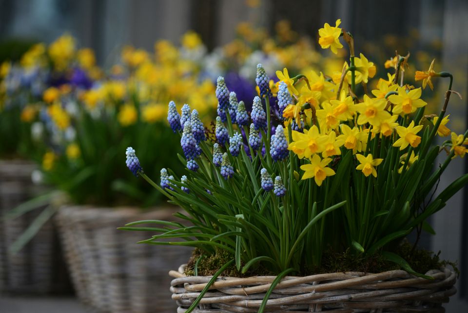 NARCISSEN EN BLAUWE DRUIFJES IN EEN MANDJE