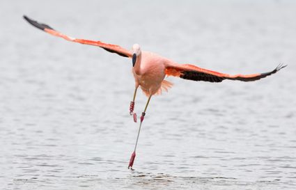 een chileense flamingo die over het water vliegt