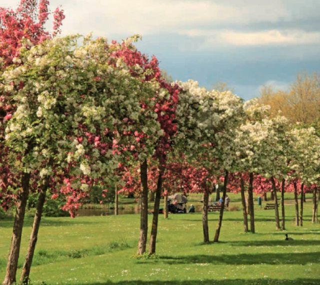 Peelrandbreuk - Voorjaar Heiakkerpark