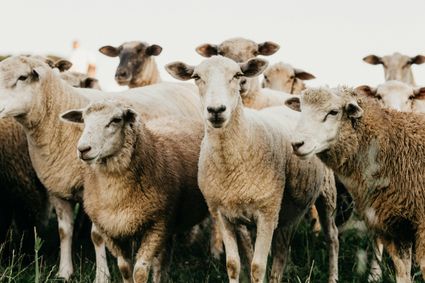Team building sheep herding and goat herding