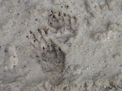 Wild sporen in zand