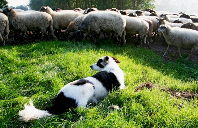 De hond van de herder zorgt ervoor dat de schapen allemaal de goede kant op gaan.