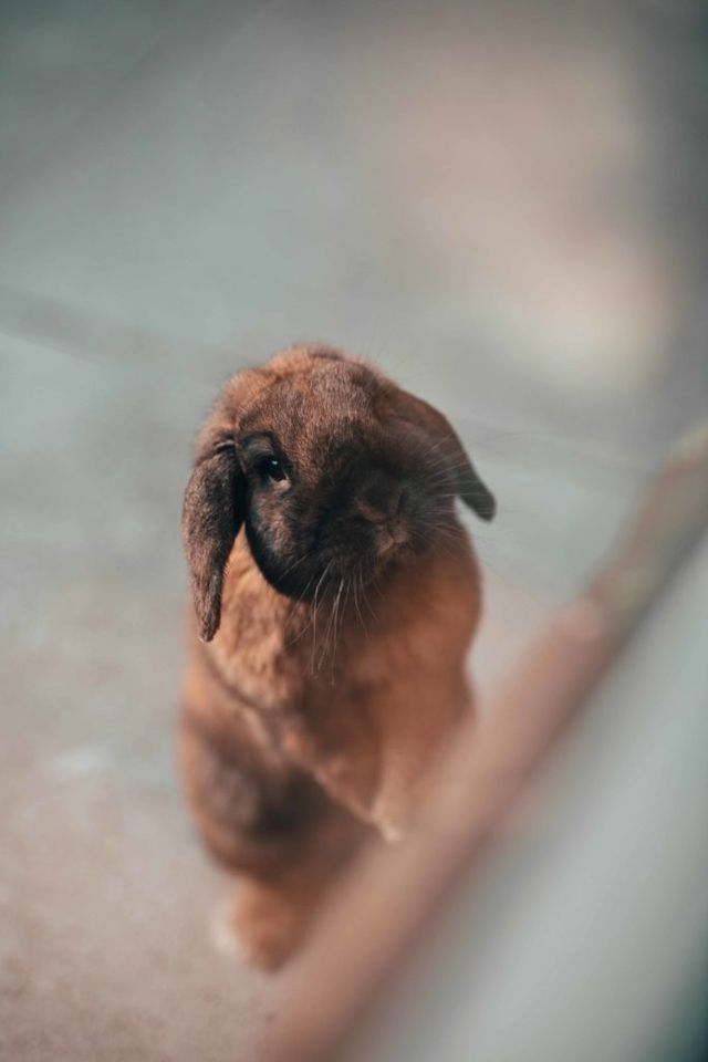 Thuisfotografie huisdier konijn