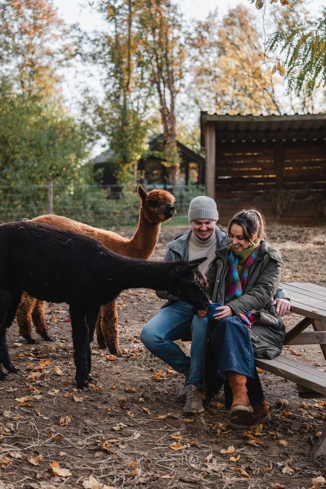 Parc Boulee alpacas