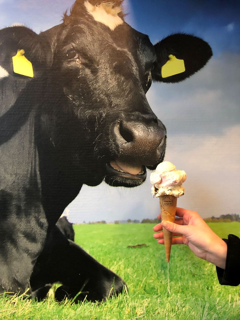 koe met ijsje