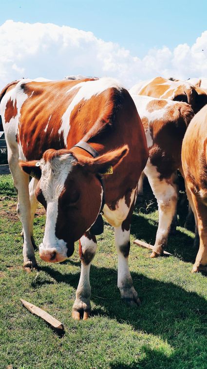 Campina Farm Days