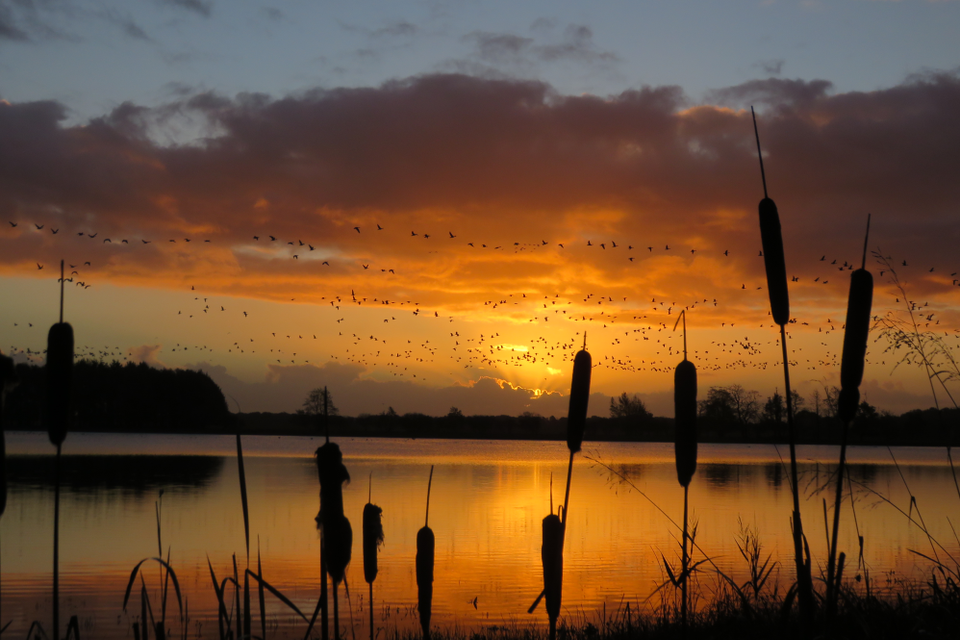 Een vennetje in de natuur tijdens de zonsondergang.