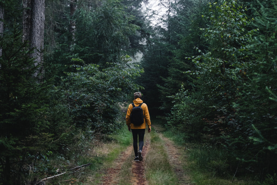 Der Wolfspfad ist eine abenteuerliche Route durch dunkle Wälder, über Heidelandschaften und über Holzbrücken. Hunde sind willkommen, solange sie an der Leine geführt werden.