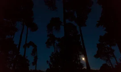 Hele donkere foto, nachtblauwe lucht met zwarte silhouetten van bomen en in het midden een volle maan.
