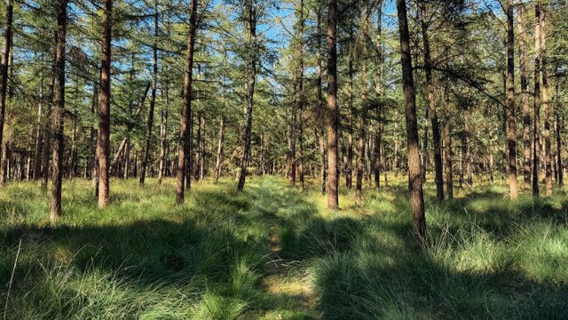 Wandelen Landschap Beestenveld Lanenroute