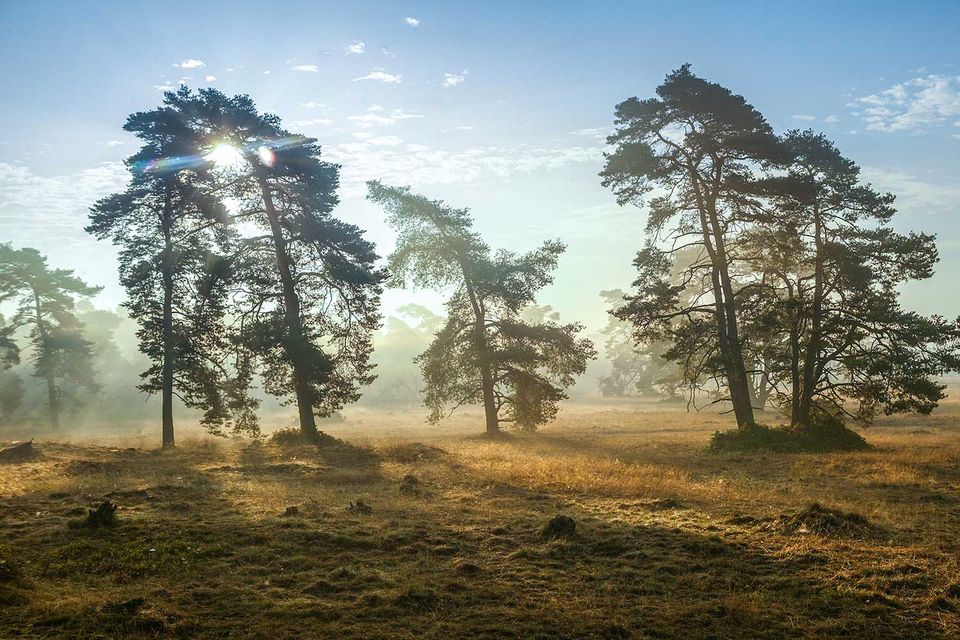 Natuurgebied Ede - NP de Hoge Veluwe - BezoekEde