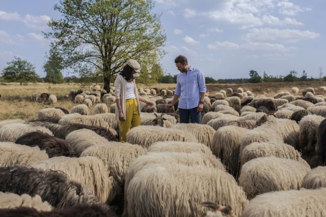 Tijdens een wandeling in de natuur komt een stel een kudde schapen tegen.