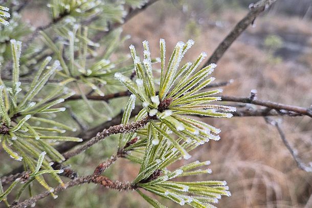 Rangerwandeling op de Bocholtsebaan