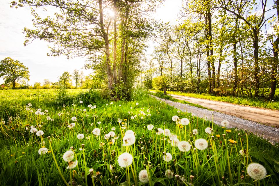 noardlike fryske walden paardebloemen zandpad bosjes