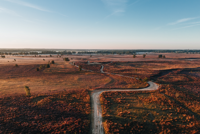 Een drone foto van paarse heide en het zandpad dat dwars door het Ballooërveld loopt.