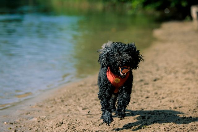 hond rennend over het strand met bal in zijn bek