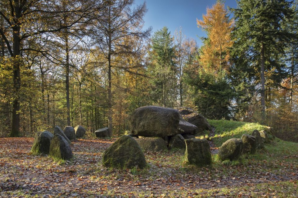 Hunebed D49, met als bijnaam de Papeloze kerk, staat midden in een open plek tussen de bomen in de Drentse natuur.