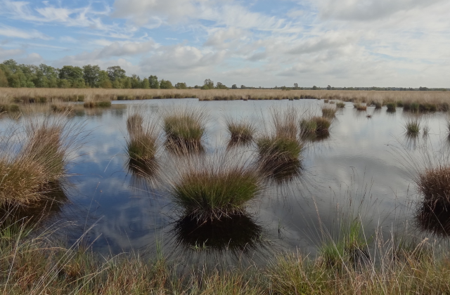 Waterrijk gebied Bargerveen met veenmos.