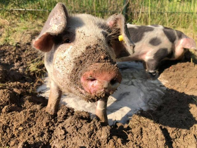 Kinderboerderij 't Boerke