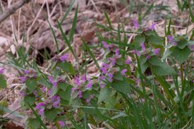 Zoek een uur mee naar bloeiende planten rond de jaarwisseling