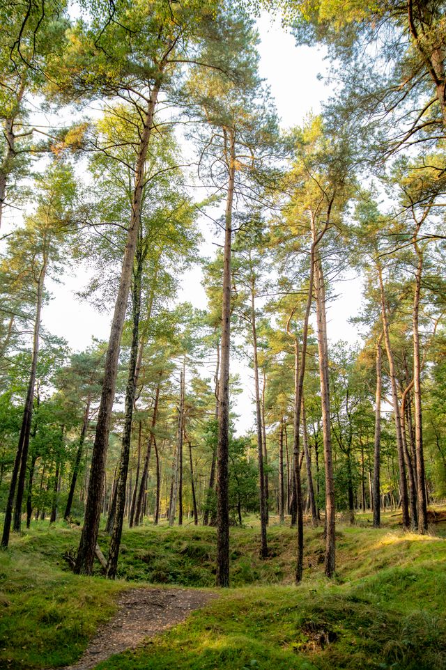 Bomkrater De Loonse en Drunense Duinen