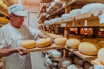 Kaasmaker plaatst ronde kazen op houten planken in een rijpingsruimte, omringd door rekken vol kazen die liggen te rijpen in een traditionele kaasmakerij.