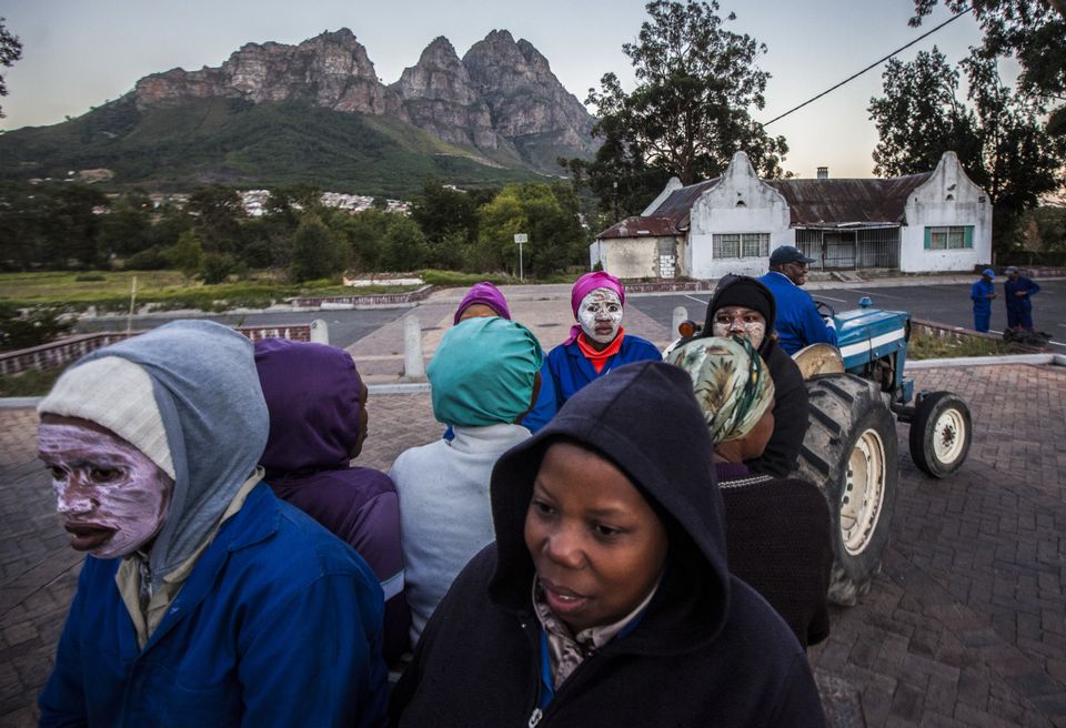 landarbeiders in Zuid Afrika keren terug van de druivenpluk. Zij zitten op een laadbak van een vrachtauto