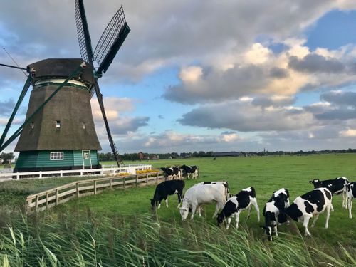 Een foto van Korenmolen De Nachtegaal met koeien erbij