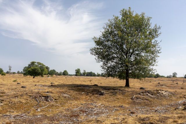 Drents Friese Wold