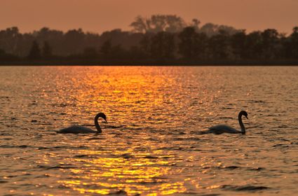 Zwanen op de plas