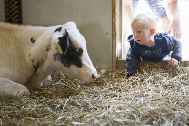 Een jong kind kruipt nieuwsgierig door het stro en kijkt naar een liggend kalf in de stal van Kinderboerderij De Goudse Hofsteden.