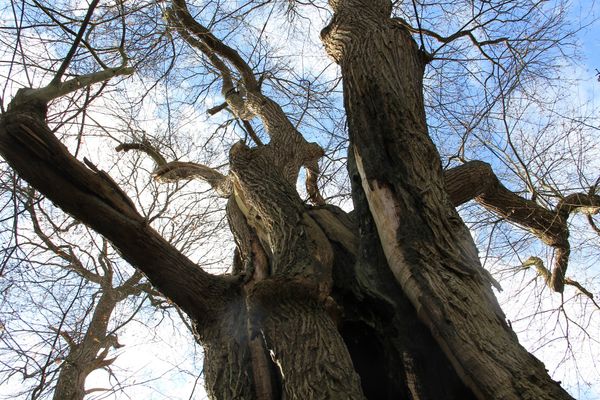Kabouterboom in Beek kabouterroute