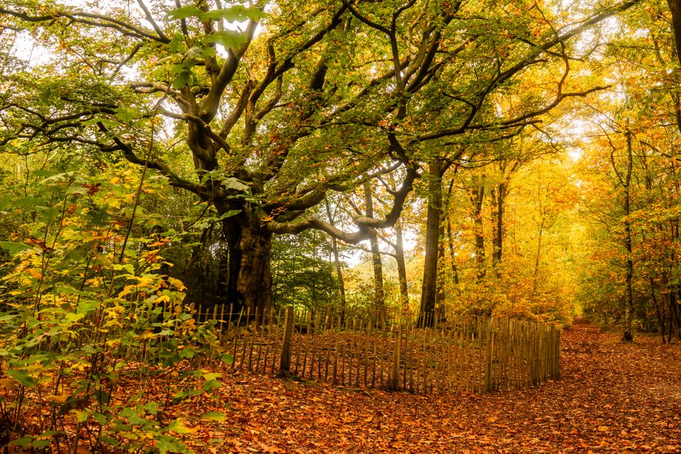 Heksenboom in herfstkleed