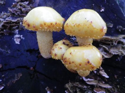 IVN-KNNV | Paddenstoelen-excursie Leemputten