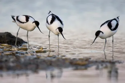 Wad- en weidevogels-excursie Hegewiersterfjild