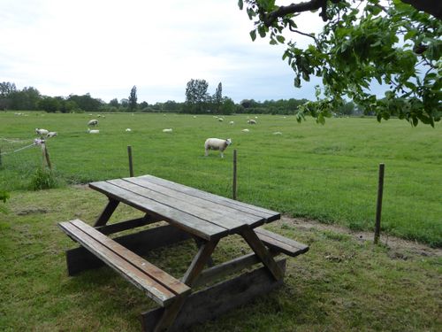 Het groene polderlandschap bij de B&B Beemster Oase