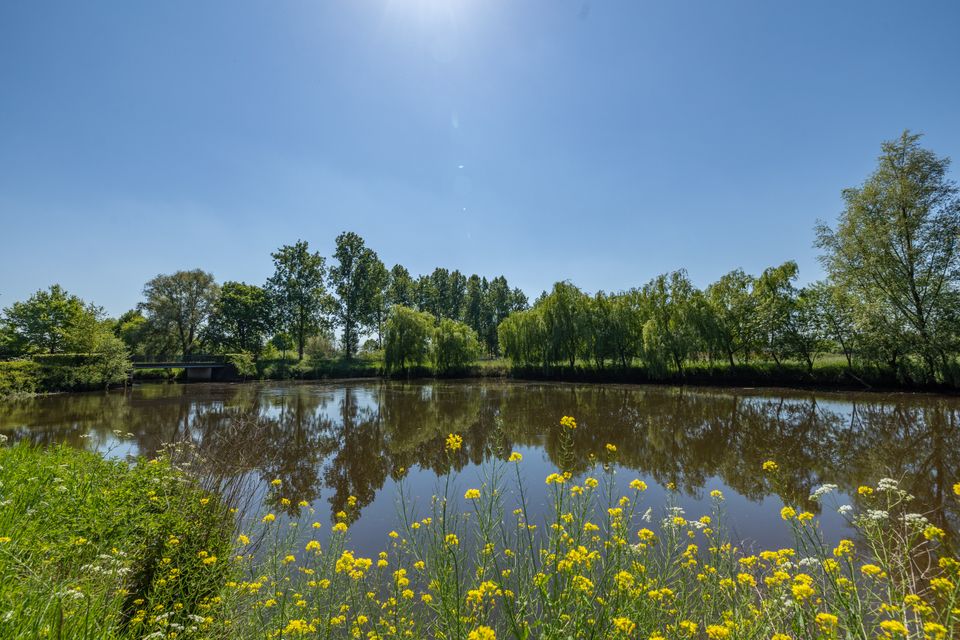 De Dommel, foto met water en gele bloemen