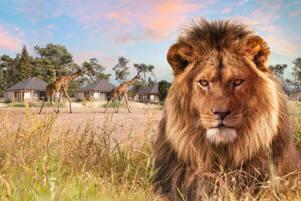 Safaripark Beekse Bergen leeuw