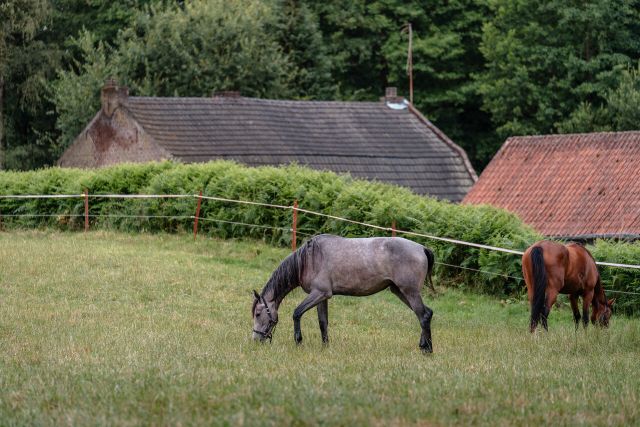 Paarden bij de Peerder Watermolen