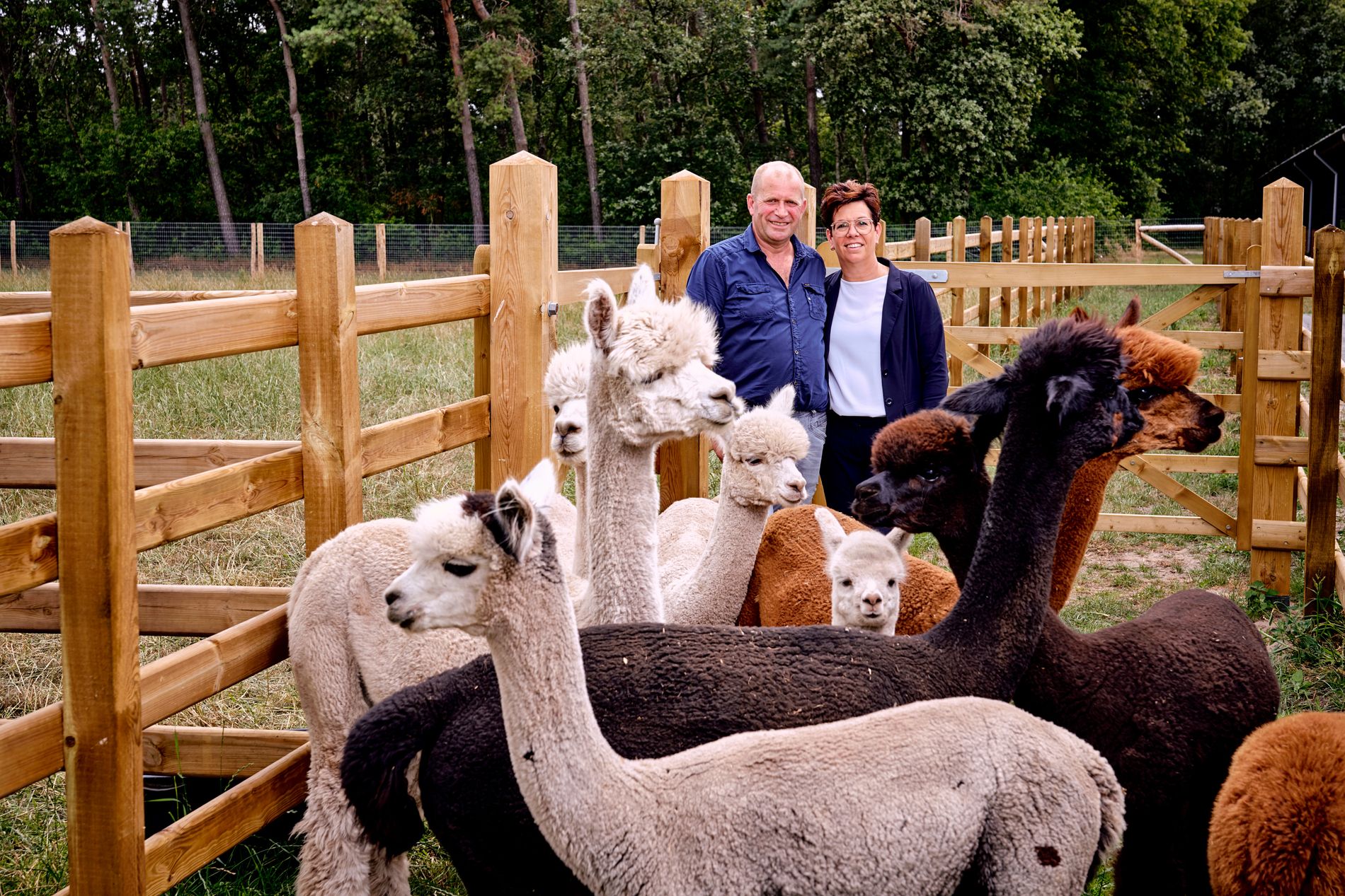 Alpac-Farm in In de Hei Mariahout