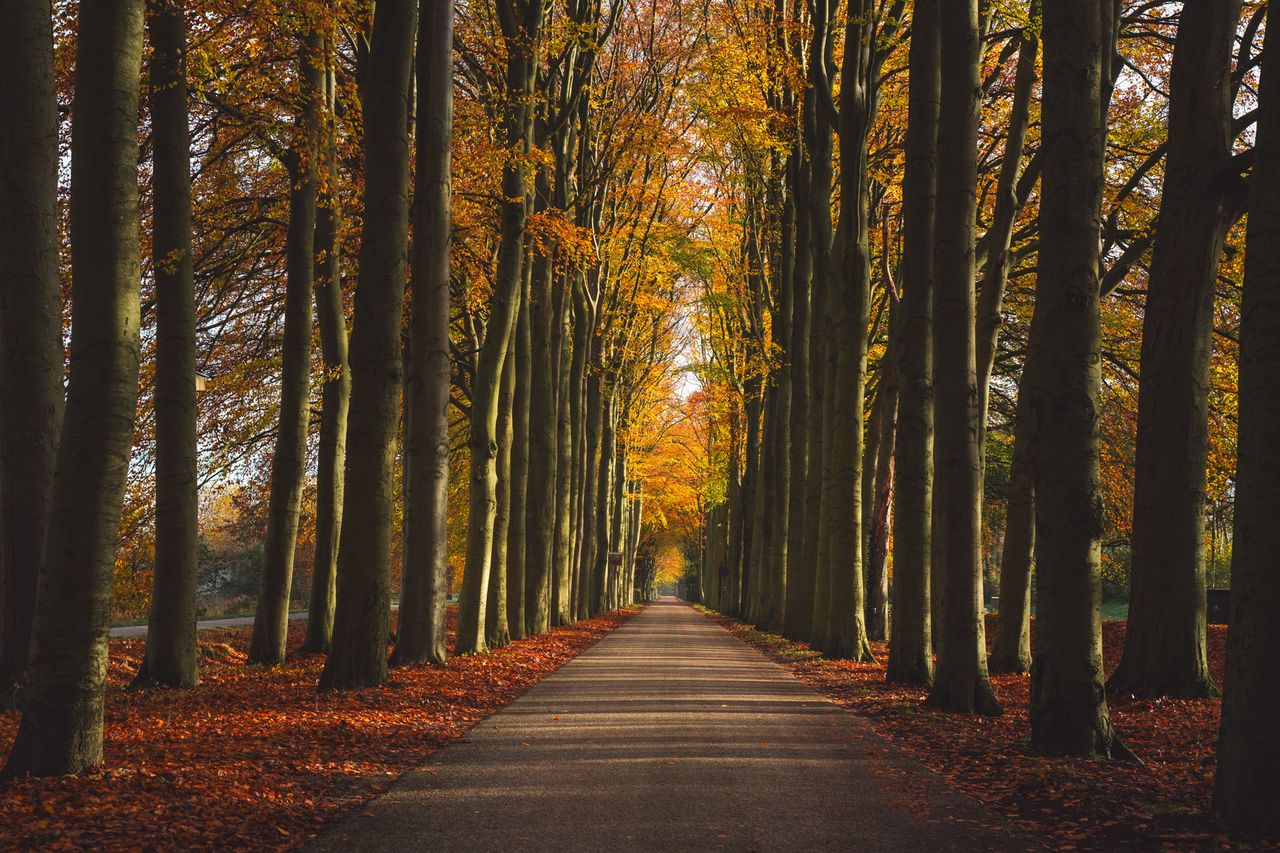 Herfstfoto waarbij de bladeren van de bomen vallen
