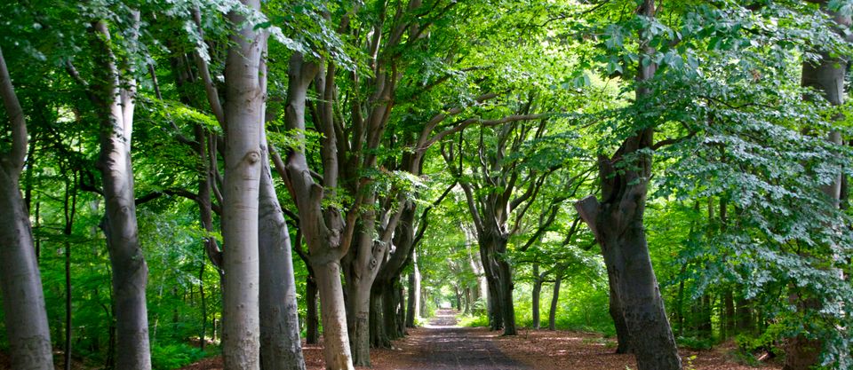 een pad met omringt door groene bomen