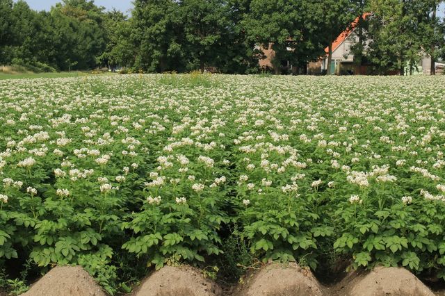 Landbouw aardappelveld in de Noordoostpolder in Flevoland