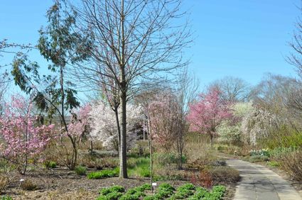 Voorjaar in De Prunushof