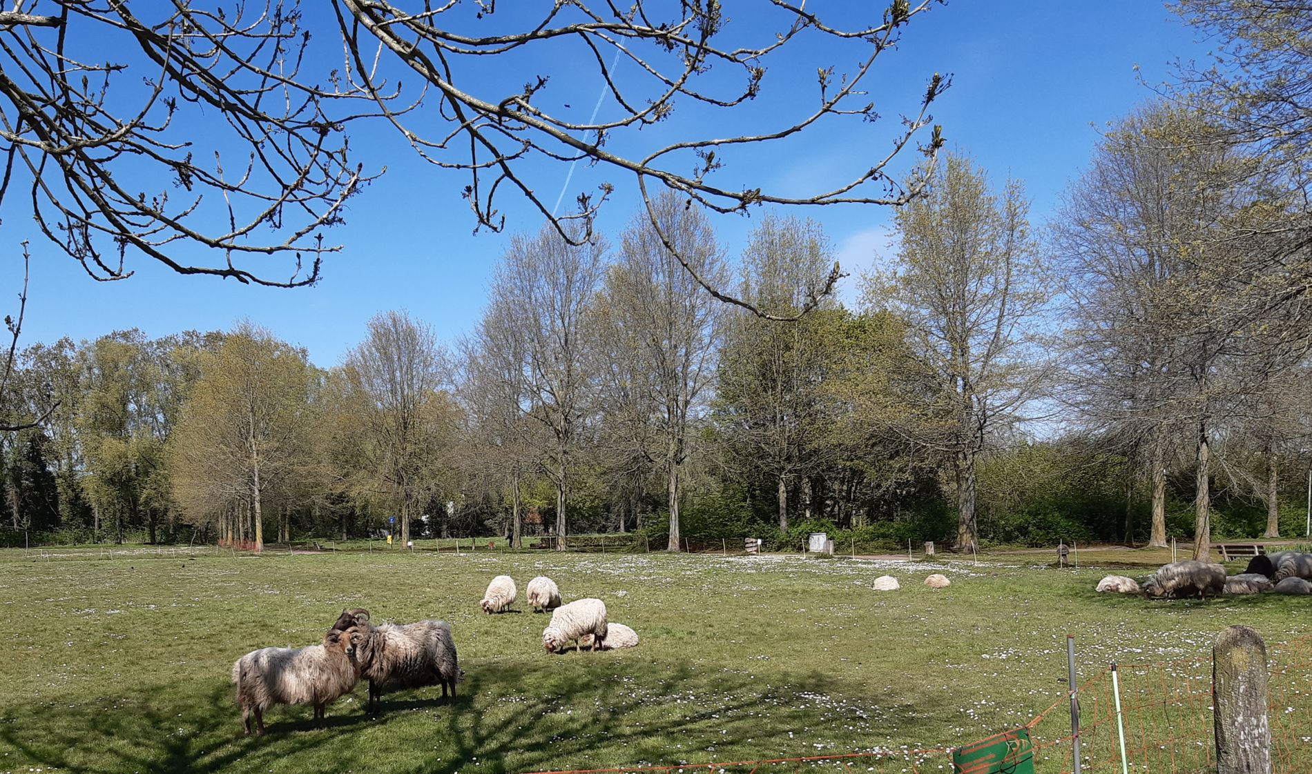 Heideschapen in het Vlierpark Deurne