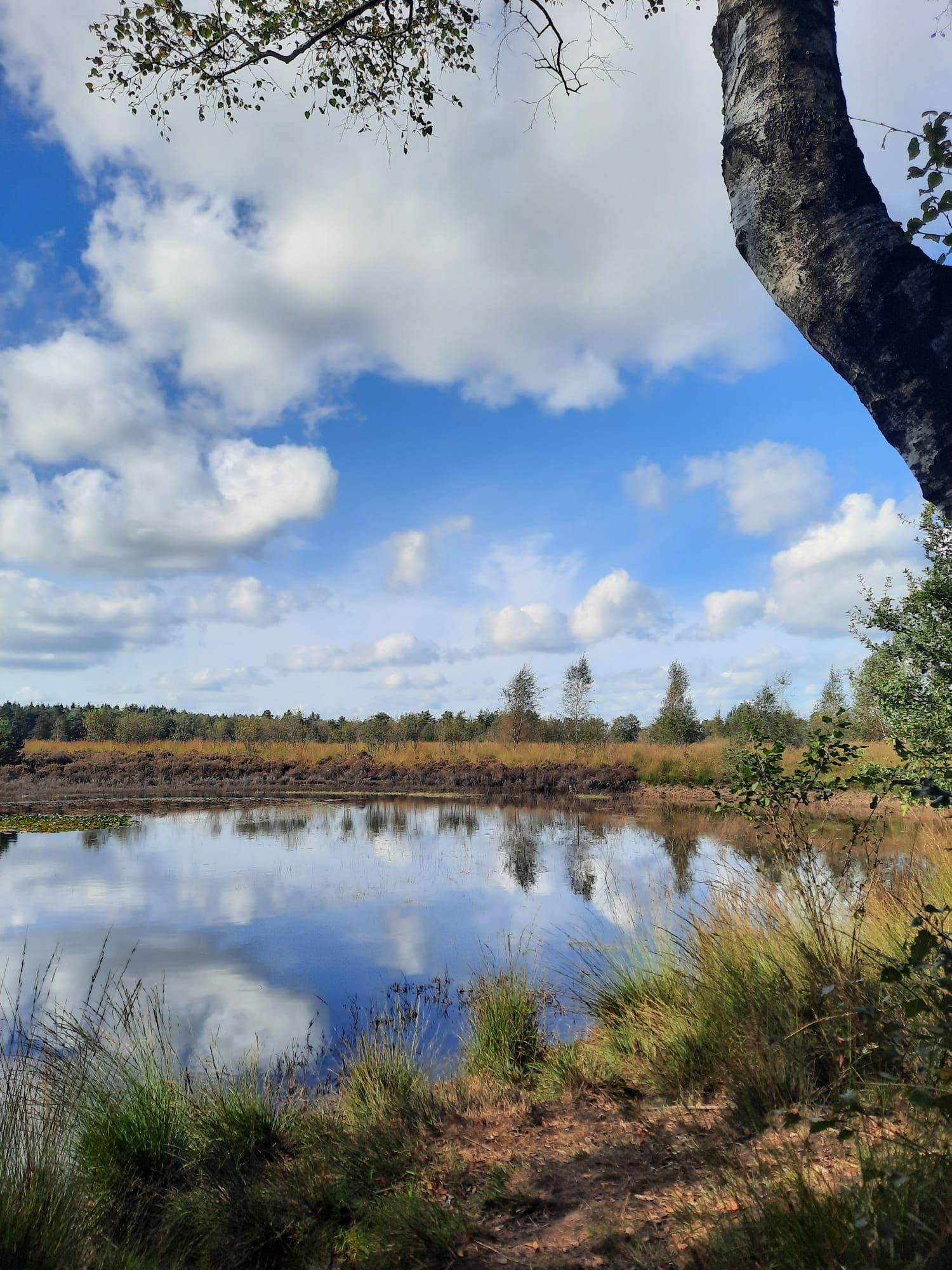 Peelse Heide Grote Cirkel