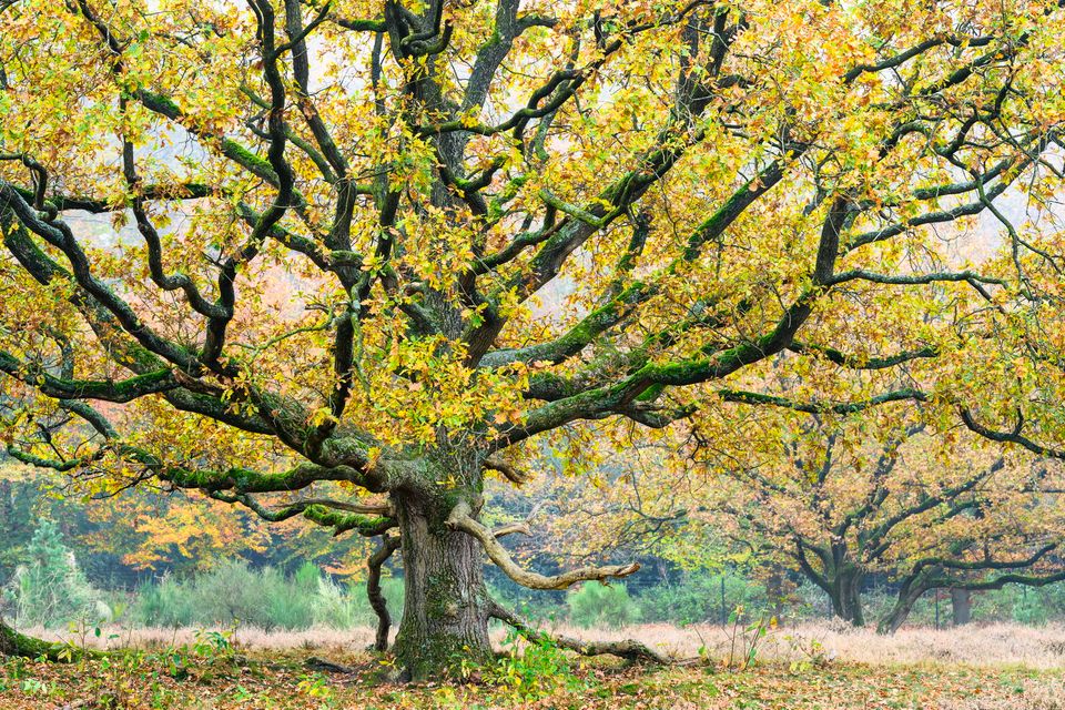Hoorneboegse Heide eik in de herfst