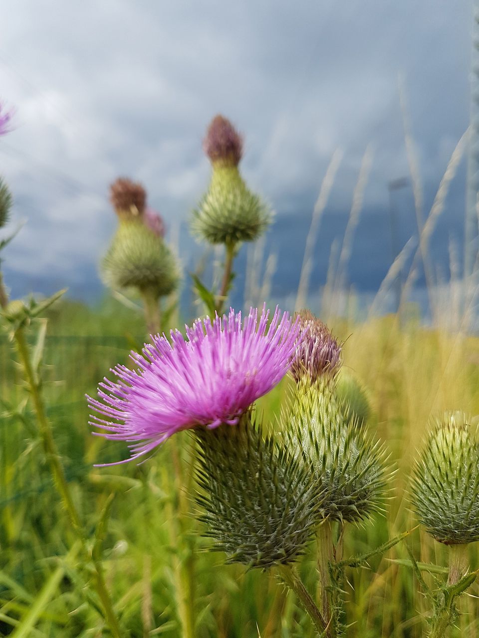 bloemenfestijn - distel