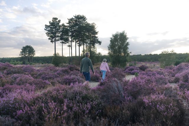 Stel loopt door heideveld op Landgoed Den Treek-Henschoten