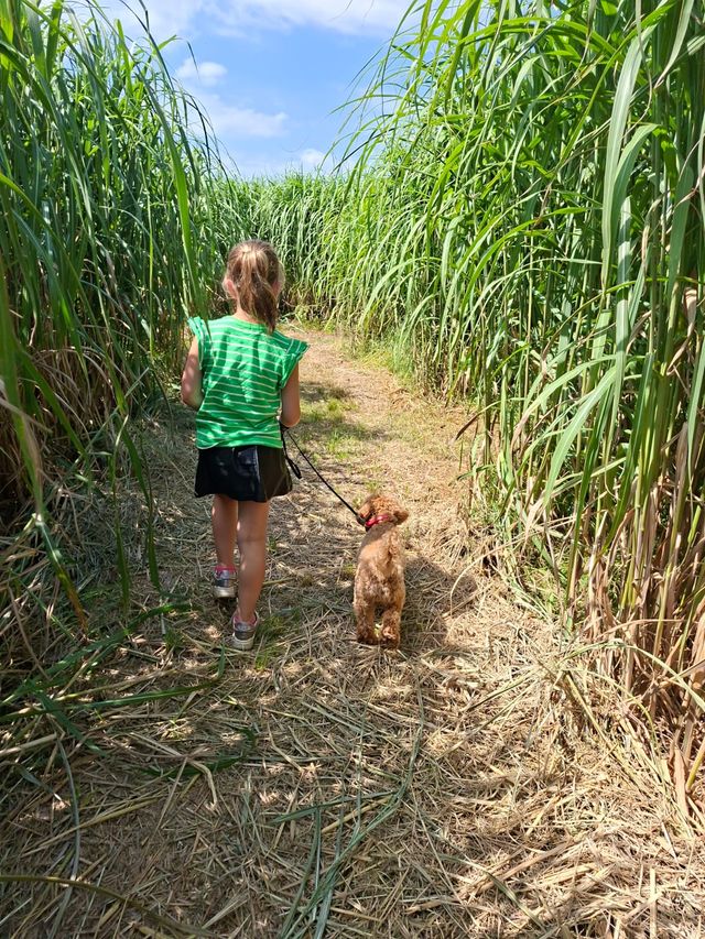 Een meisje loopt met haar hondje tussen het gras van de doolhof door